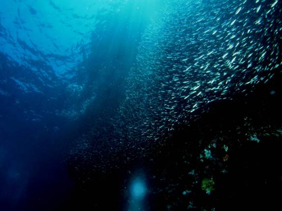 Cardume de salemas em mergulho em Isabel, em Galápagos (foto de Hnning Abheiden)